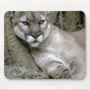 フロリダパンサー Felis concolor coryi マウスパッド