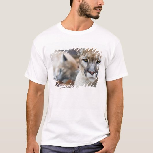 フロリダパンサー Tシャツ (正面)