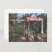 フロリダフラミンゴス1960年代ヴィンテージ ポストカード (正面/裏面)