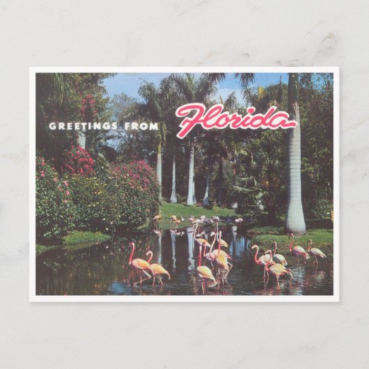 フロリダフラミンゴス1960年代ヴィンテージ ポストカード (正面)