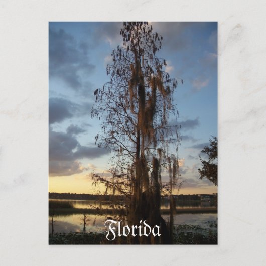 フロリダポストカード ポストカード (正面)