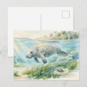フロリダマナティーの水彩画 ポストカード (正面/裏面)