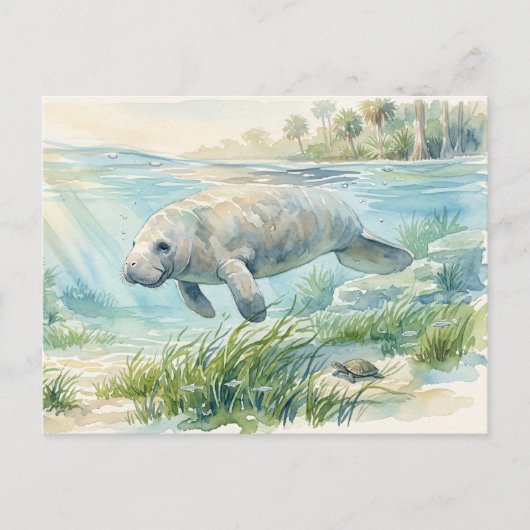 フロリダマナティーの水彩画 ポストカード (正面)