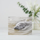 フロリダマナテーオーモンドビーチはがき ポストカード (スタンド正面)