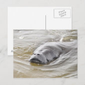 フロリダマナテーオーモンドビーチはがき ポストカード (正面/裏面)