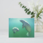 フロリダマナテースのペアが泳いでいる ポストカード (スタンド正面)