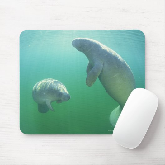 フロリダマナテースのペアが泳いでいる マウスパッド (マウス)