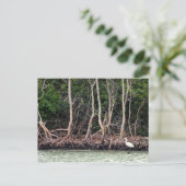 フロリダマングローブ ポストカード (スタンド正面)