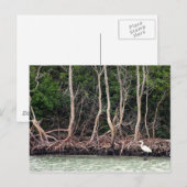 フロリダマングローブ ポストカード (正面/裏面)