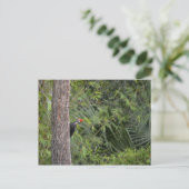 フロリダレッド頭パイレーテッドWoodpeckerプロフィール ポストカード (スタンド正面)