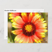 フロリダワイルドフラワーポストカード ポストカード (正面/裏面)