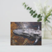 フロリダワニを閉じる ポストカード (スタンド正面)