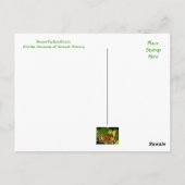 フロリダ博物館の蝶の雨林のポストカード ポストカード (裏面)