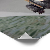 フロリダ州のロープで茶色のペリカンバランス ポスター (角)