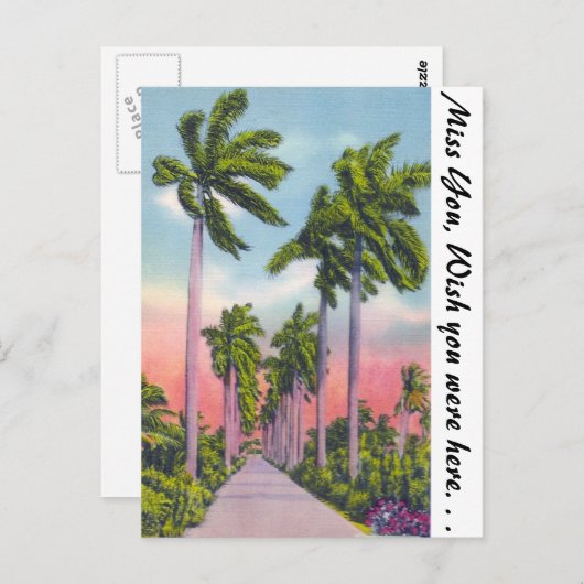 フロリダ州の王室の堂々としたヤシ並木 ポストカード (正面/裏面)