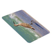 フロリダ州の若いカレーショアバードビーチ磁石 マグネット (右側)