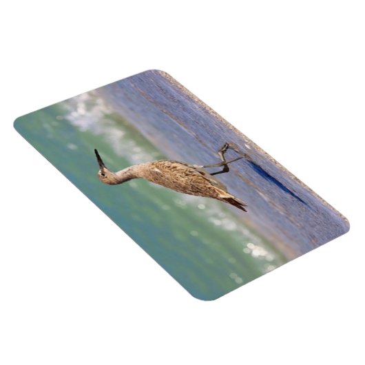 フロリダ州の若いカレーショアバードビーチ磁石 マグネット (右側)