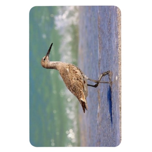 フロリダ州の若いカレーショアバードビーチ磁石 マグネット (縦)