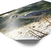 フロリダ州の黄冠のナイトヘロン フォトプリント            (角)