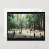 フロリダ州はがき ポストカード (正面/裏面)