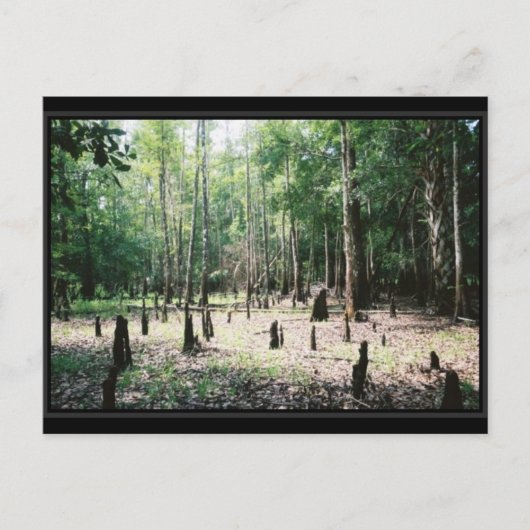 フロリダ州はがき ポストカード (正面)