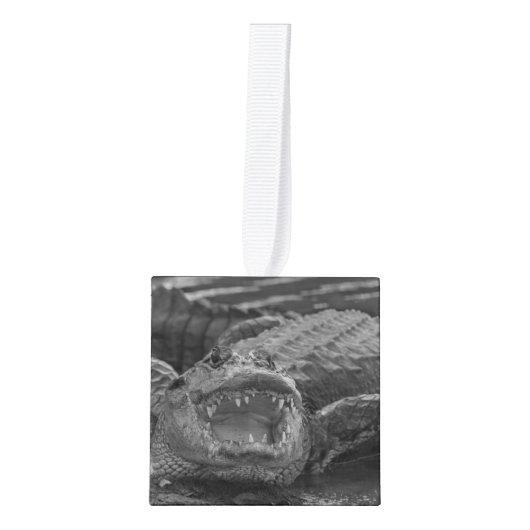 フロリダ州アリゲーターの写真を閉じる キューブオーナメント (正面)