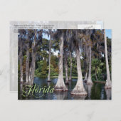フロリダ州ウィンターヘブンのヒノキの木 ポストカード (正面/裏面)
