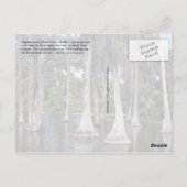 フロリダ州ウィンターヘブンのヒノキの木 ポストカード (裏面)