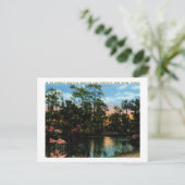 フロリダ州ウェールズ湖サンクチュアリヴィンテージ ポストカード (スタンド正面)