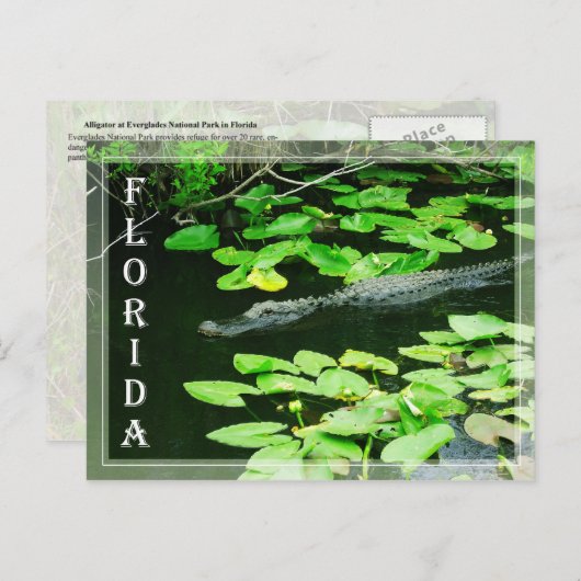 フロリダ州エバーグレーズ国立公園アリゲーター ポストカード (正面/裏面)