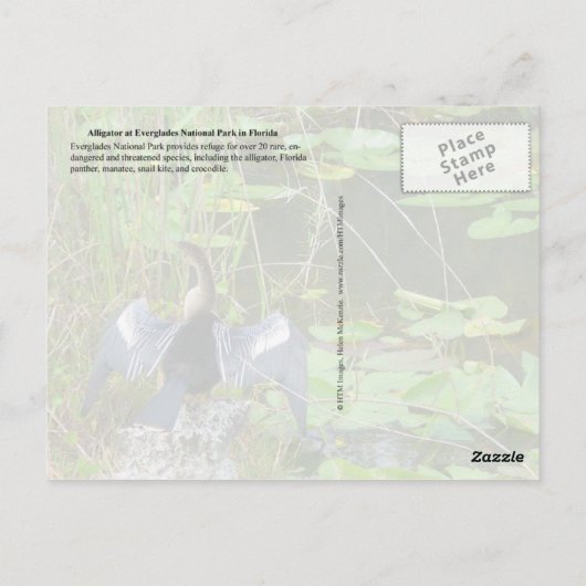 フロリダ州エバーグレーズ国立公園アリゲーター ポストカード (裏面)