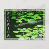 フロリダ州エバーグレーズ国立公園アリゲーター ポストカード (正面)