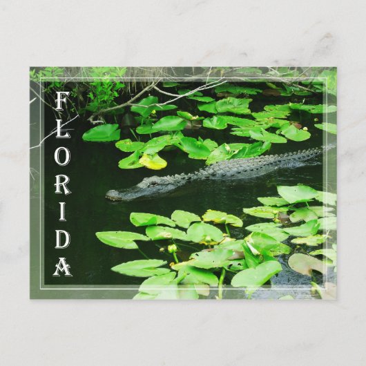 フロリダ州エバーグレーズ国立公園アリゲーター ポストカード (正面)