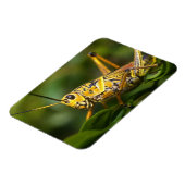 フロリダ州エバーグレーズ国立公園グラスショッパー マグネット (左側)