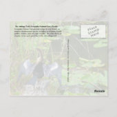 フロリダ州エバーグレーズ国立公園 ポストカード (裏面)