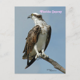 フロリダ州オスプレイのポーズ付きポストカード ポストカード