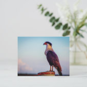 フロリダ州キッシミープレーリー州パーク ポストカード (スタンド正面)