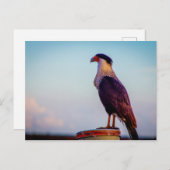 フロリダ州キッシミープレーリー州パーク ポストカード (正面/裏面)