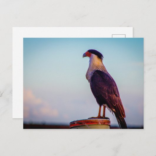 フロリダ州キッシミープレーリー州パーク ポストカード (正面/裏面)