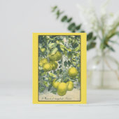 フロリダ州グレープフルーツ州の支店 ポストカード (スタンド正面)