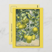 フロリダ州グレープフルーツ州の支店 ポストカード (正面/裏面)