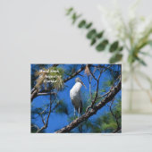 フロリダ州セントオーガスティンの野生のコウノトリ シーズンポストカード (スタンド正面)