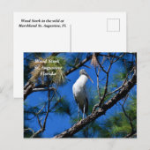 フロリダ州セントオーガスティンの野生のコウノトリ シーズンポストカード (正面/裏面)