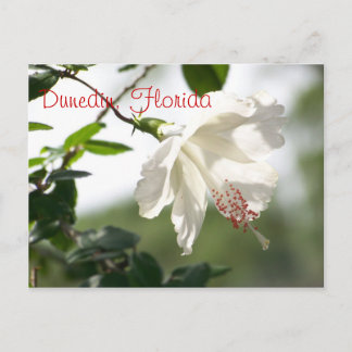 フロリダ州ダニーデン ポストカード