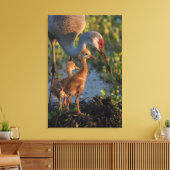 フロリダ州チックスとサンドヒルクレーン キャンバスプリント (インサイチュ (リビング))