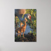 フロリダ州チックスとサンドヒルクレーン キャンバスプリント (正面)