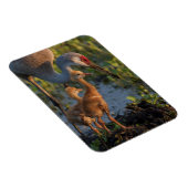 フロリダ州チックスとサンドヒルクレーン マグネット (右側)