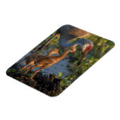 フロリダ州チックスとサンドヒルクレーン マグネット (左側)