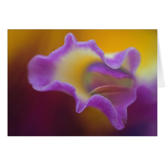 フロリダ州ハイブリッドオーキッド (正面横)