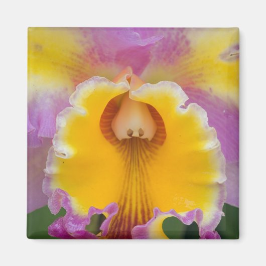 フロリダ州ハイブリッドオーキッド マグネット (正面)